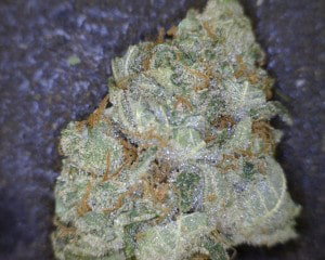 Juicy Fruit Cannabis flower close up