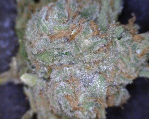 King Louis XIII Cannabis flower close up