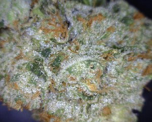 Kosher Kush Cannabis flower close up