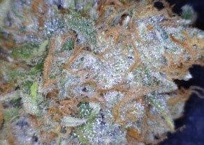 Larry OG Cannabis flower close up
