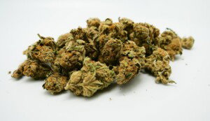 Master Kush Cannabis bud