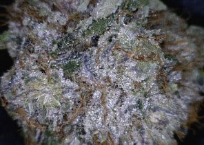 Master Kush Cannabis flower close up