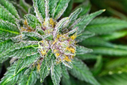 Purple Haze Cannabis Strain