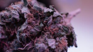 Purple Haze Cannabis bud