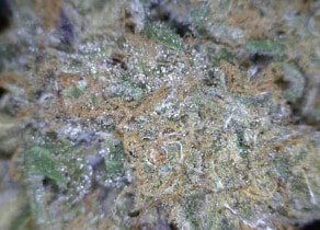 Sour Grape Cannabis flower close up