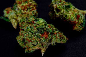 Sour OG Cannabis bud