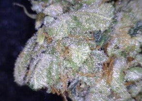 Sour OG Cannabis flower close up