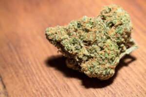 Sour Tangie Cannabis bud