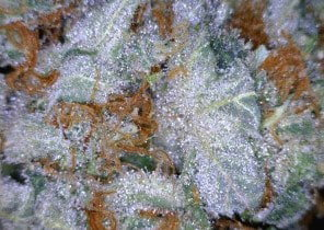 Sour Tangie Cannabis flower close up