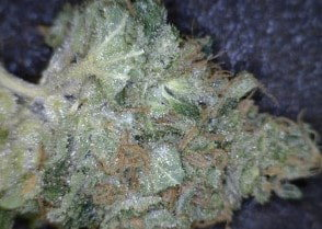 Stardawg Cannabis flower close up