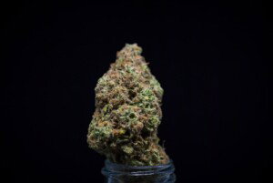 Strawberry Cough Cannabis bud