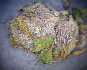 Sunset Sherbert Cannabis flower close up