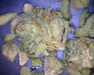 Tangerine Dream Cannabis flower close up