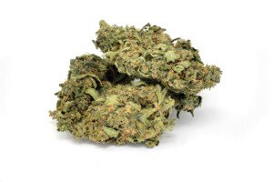 UK Cheese Cannabis bud
