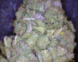 UK Cheese Cannabis flower close up