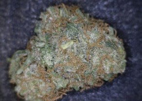 Willie Nelson Cannabis flower close up
