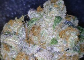Wookies Cannabis flower close up