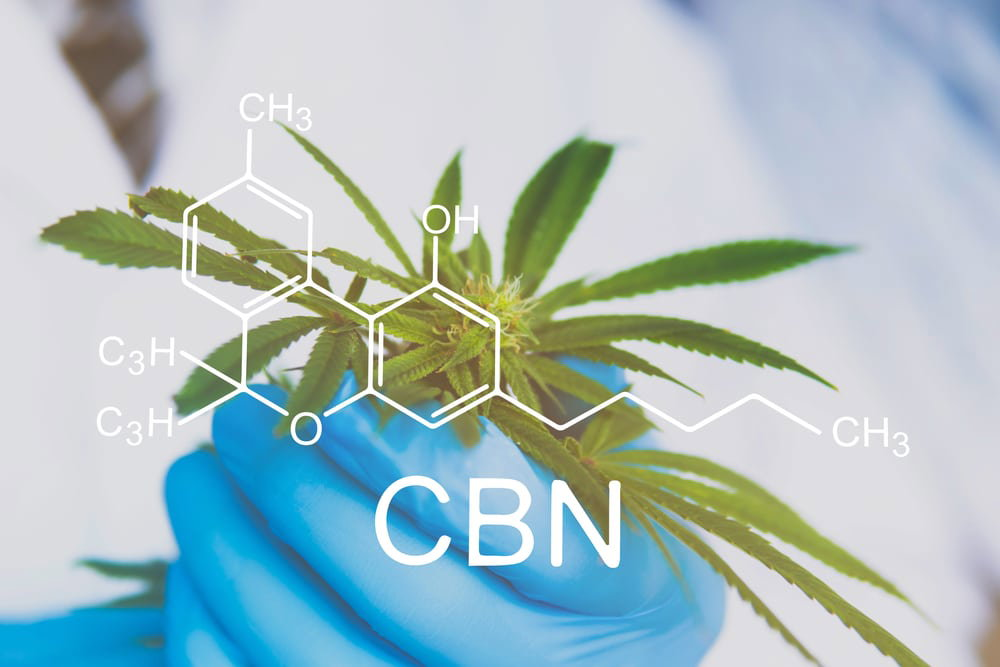 CBN-rich cannabis strains