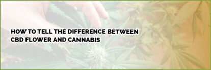 image-of-page-banner-difference-between-cbd-flower-and-cannabis