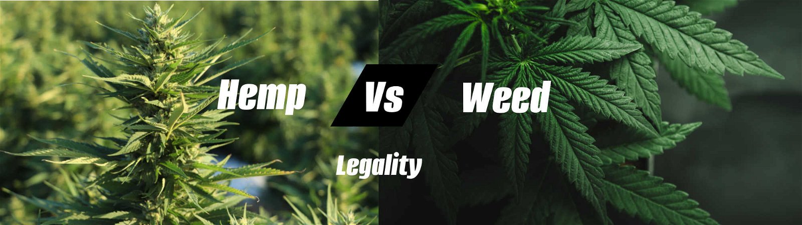 image of hemp vs weed legality