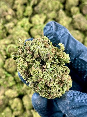 The Complete Buyer’s Guide to CBD Flower for Sale